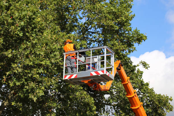 How Our Tree Care Process Works  in  Gleason, TN