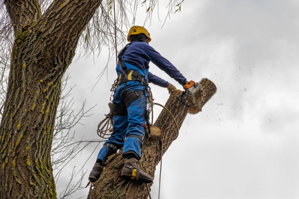 Best Tree Preservation Services  in Gleason, TN