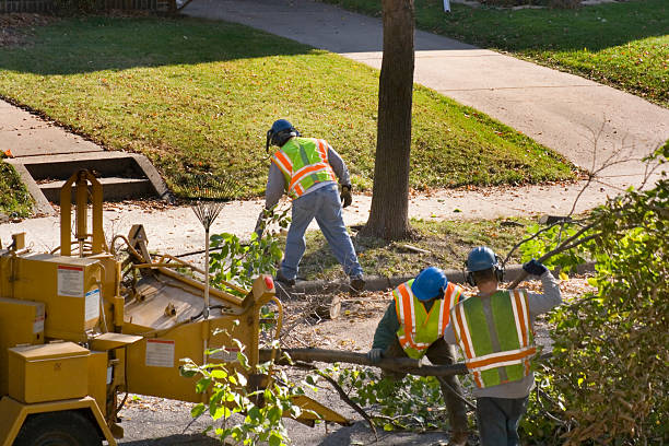 Best Tree Removal  in Gleason, TN