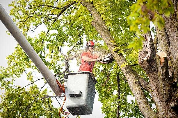 Best Tree Cabling and Bracing  in Gleason, TN